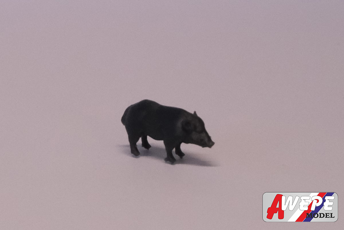 Divoká prasata, 5ks